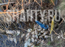 Жители Шахт в очередной раз зафиксировали массовую гибель рыбы на ставу ХБК