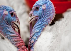 «Евродон» возобновит работу с конца 2019 года