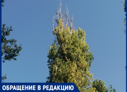 Дерево может рухнуть на дома: жильцы улицы Ильюшина в Шахтах опасаются ЧП