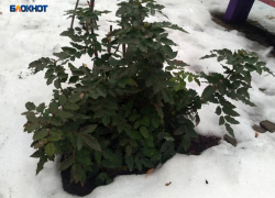 К вечеру прояснится и похолодает