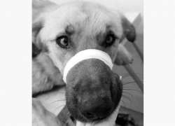 Собака, за жизнь которой боролись волонтеры, умерла в Шахтах