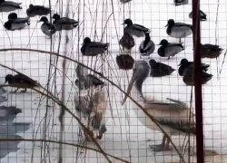 Спасённого изо льда пеликана выпустили на озеро в «Малинках» под Шахтами