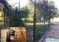 В станице Мелиховской медведь откусил девочке руку