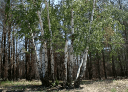Пожарные нынче в лес не пускают