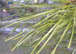 Утро начнется с небольшого снега, к ночи – похолодает