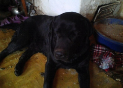 В Шахтах подростки изувечили собаку