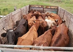 На трассе Шахты - Цимлянск задержали два КамАЗа с живыми коровами