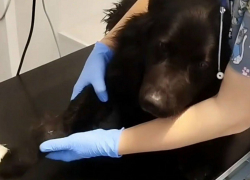 Волонтеры из Шахт спасают бездомного пса с переломами лап