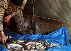 На трассе Цимлянск - Шахты задержали «Газель» с полуторами тонн замороженной рыбы