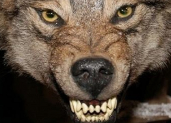 Недалеко от Шахт разъяренный бешеный волк набросился на 60-летнего пасечника