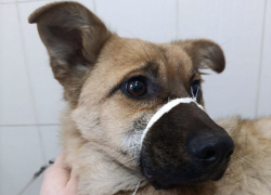 Зоозащитница спасла щенка с тяжёлой травмой лапы на Артеме в Шахтах