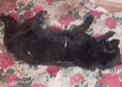 Живодеры пытались содрать собаки живьем шкуру в Шахтах