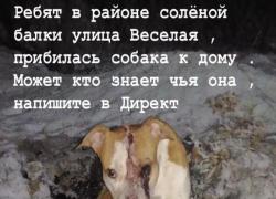 Шахтинка разыскивает свою собаку в Новошахтинске