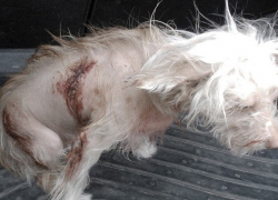 В Шахтах собаку изрезали ножом