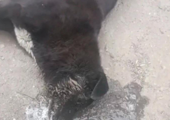 Волонтерам не удалось спасти жизнь отравленного пса в Шахтах