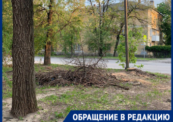 Ветхие деревья спилили, а ветки лежат больше 2 недель: Дарья Иванкова