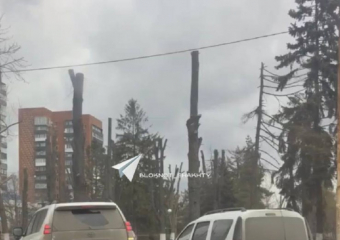 Жители Шахт недовольны обрезкой деревьев на площади Ленина