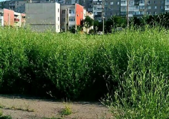 Травой в два метра зарос школьный стадион в поселке ХБК в Шахтах
