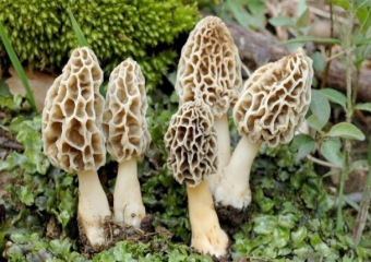 В Шахтах от грибов пострадало два человека