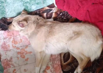 Волонтеры из Шахт спасают собаку, которую избили и ранили выстрелом