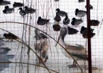 Спасённого изо льда пеликана выпустили на озеро в «Малинках» под Шахтами