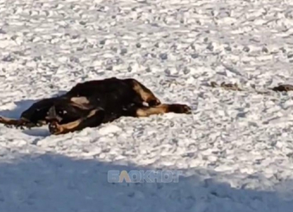 Водитель автобуса в Шахтах насмерть задавил щенка на остановке