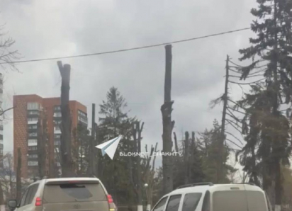 Жители Шахт недовольны обрезкой деревьев на площади Ленина