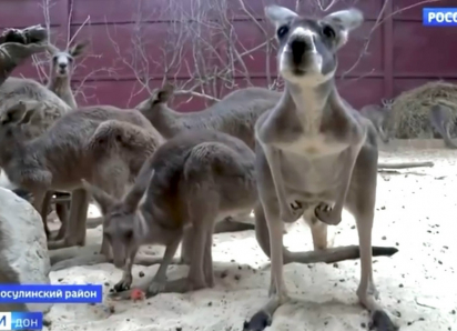 В Парке «Малинки» появились новые жители из Австралии