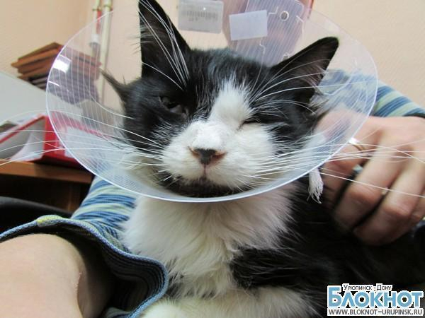 Коту из Шахт восстановили раздробленную челюсть московские ветеринары
