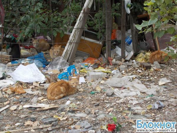 В Шахтах мусорными баками заведуют бродячие животные, но не городские службы