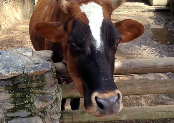 На Дону у коров обнаружили опасное для человека заболевание