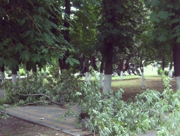 Шквалистым ветром в Шахтах повалено свыше 30 деревьев, были отключены 34 электроподстанции