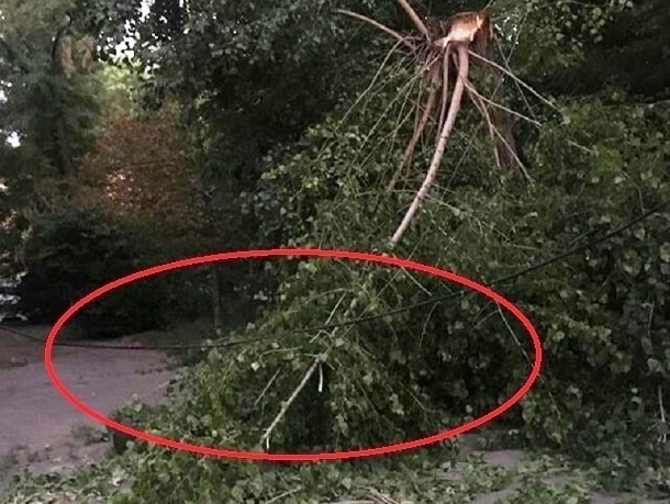 Шахтинцы жалуются на лежащие на улицах упавшие деревья и сломанные ветки