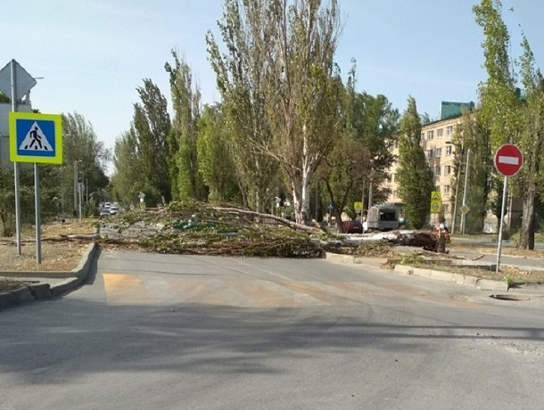 Рухнувшее под порывом ветра дерево перегородило улицу Ленина в Шахтах