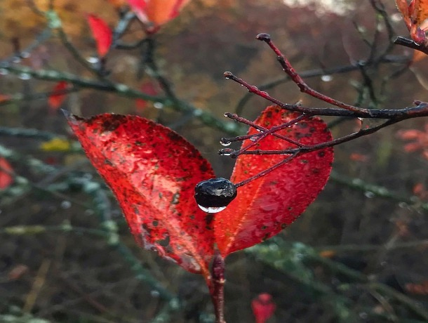 «У любви тоже есть осень»: погода в Шахтах