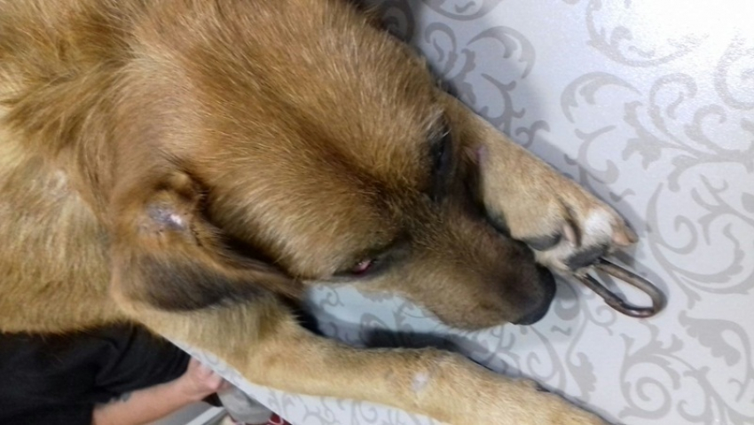 Шахтинский живодер проколол шкуру собаке, чтобы вставить цепь и пристегнул лапу к морде