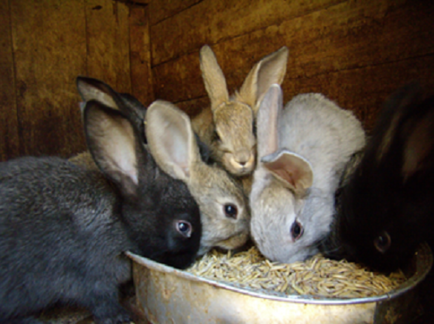 В Новошахтинске бомж-уголовник украл 8 кроликов