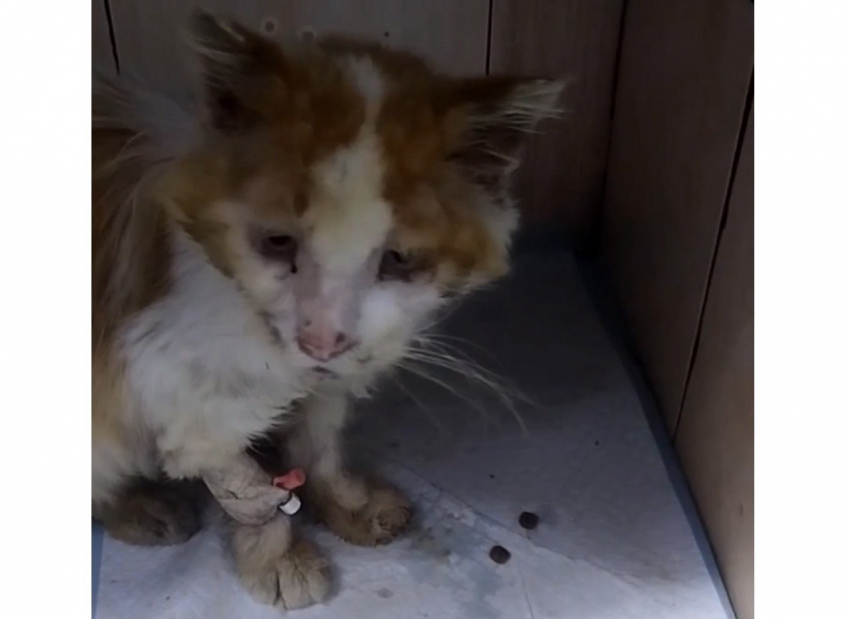 Ветеринарные врачи в Шахтах продолжают спасать кота, у которого диагностировали иммунодефицит