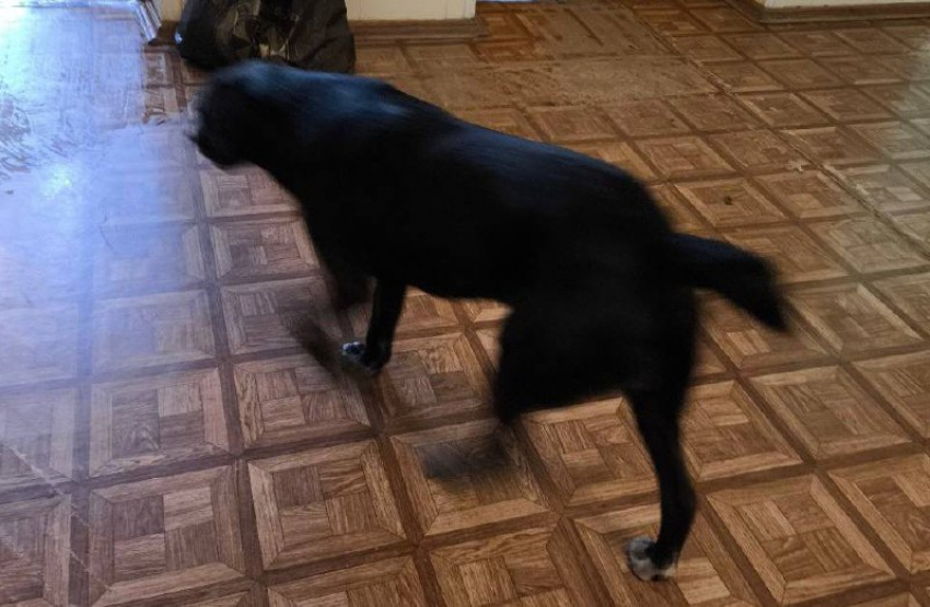 Бродячие собаки атакуют шахтинцев в городских больницах