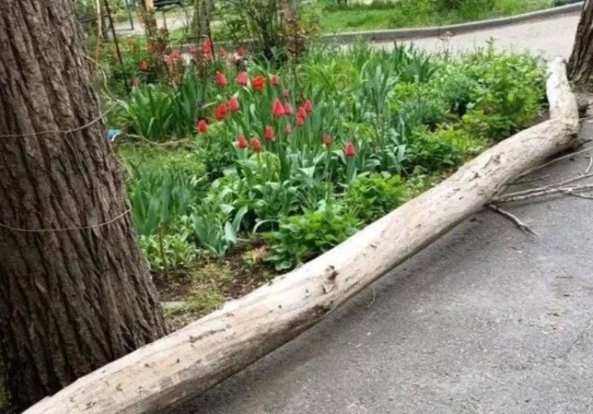 Асфальт треснул из-за падения сухого дерева во дворе многоквартирного дома в Шахтах