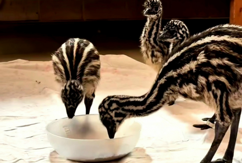 В парке «Лога» появились на свет малыши-эмусята