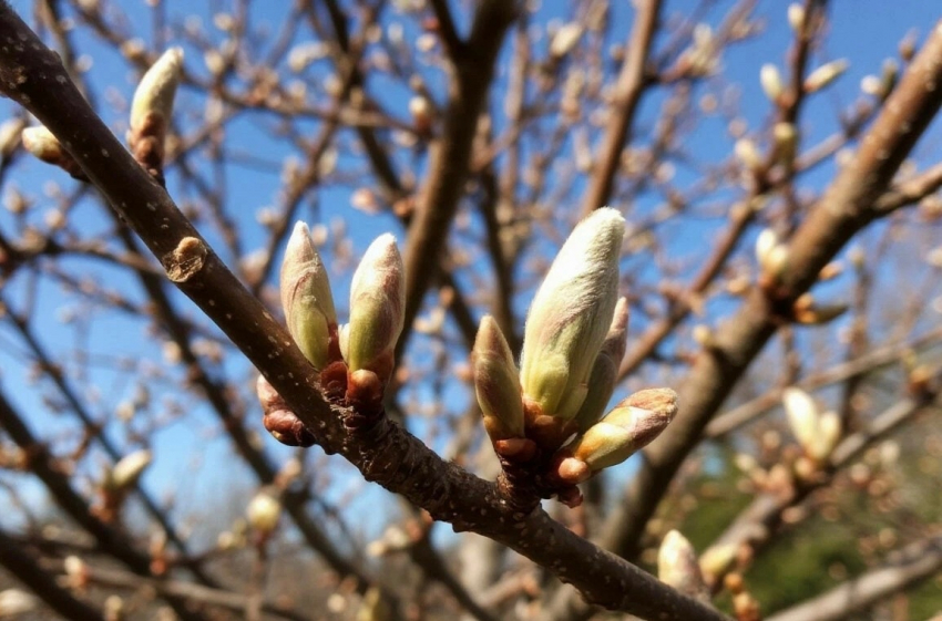 В последние дни февраля жителей города Шахты ждёт переменчивая и непредсказуемая погода.