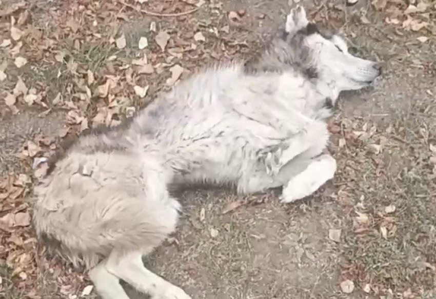 История спасения истощенной собаки развернулась в Шахтах