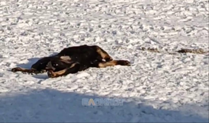 Водитель автобуса в Шахтах насмерть задавил щенка на остановке