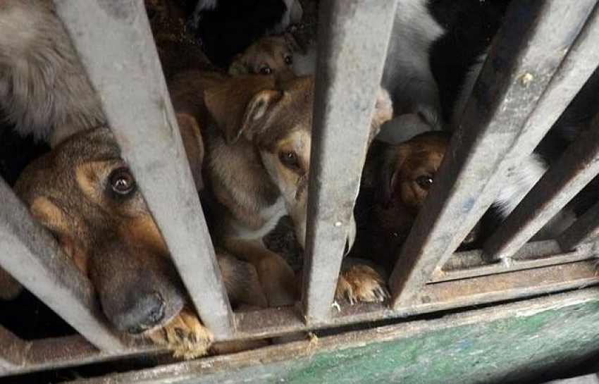 Суд над живодером Черневским, отлавливавшим собак в Шахтах, перенесли