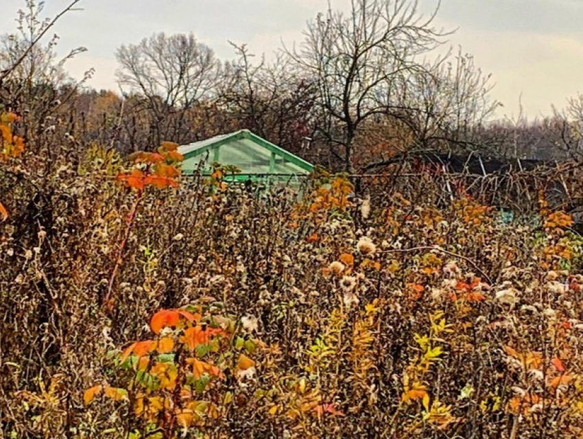 «От встречи с осенью листва зарделась»: погода в Шахтах