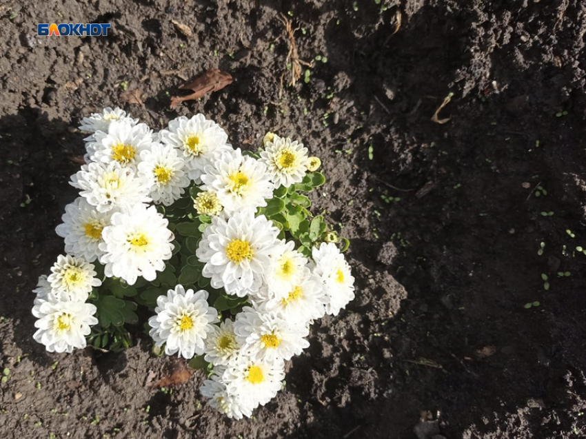 Тепло и солнечно днем в пятницу будет в Шахтах