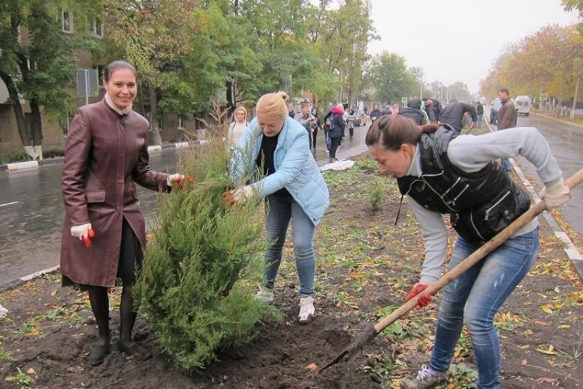 В ближайшие дни в Шахтах высадят около 750 новых деревьев и кустарников