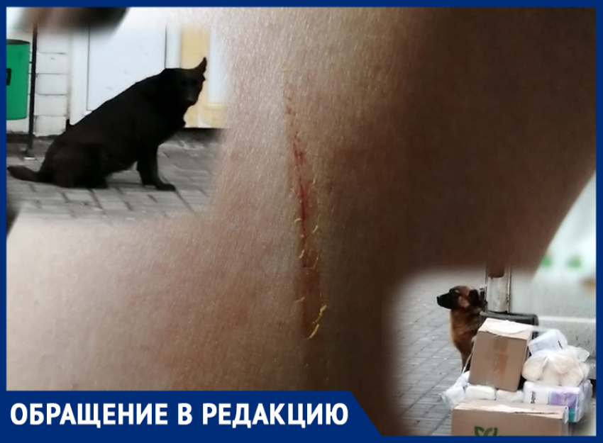 Агрессивные собаки снова напали на людей, покусали женщину, которая с ребенком шла по Садовой 