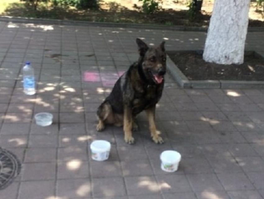 Пес-попрошайка вышел на работу в Шахтах